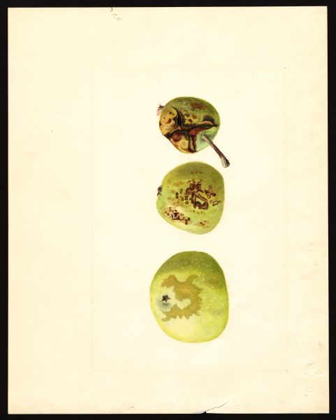 File:USDA Pomological Yellow Transparent POM00003937.jpg