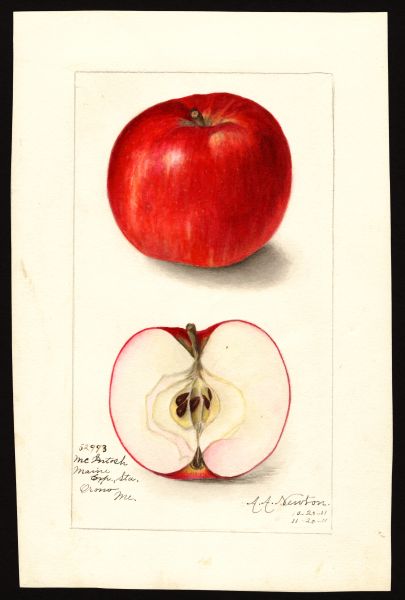 File:USDA Pomological McIntosh POM00002839.jpg