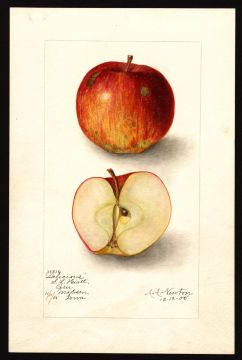 USDA Pomological Watercolor of Red Delicious