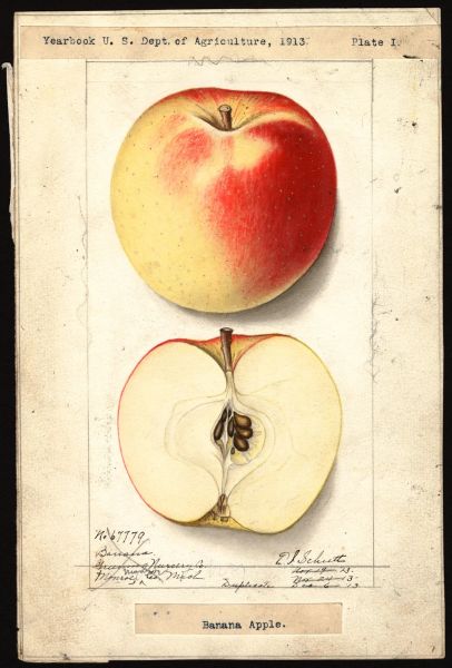 File:USDA Pomological Winter Banana POM00001559.jpg
