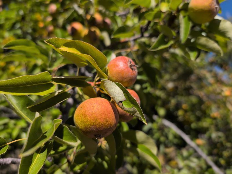 File:McCoin Upper Trees 59-62 b.jpg