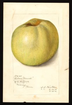 USDA Pomological Watercolor by Newton, Amanda Almira (Midway, Tennessee)