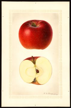 USDA Pomological Watercolor by Steadman, Royal Charles (Arlington, Virginia)