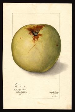 USDA Pomological Watercolor by Arnold, Mary Daisy (Charlottesville, Virginia)
