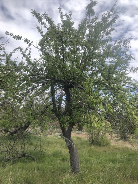 File:Tree McCoin Upper 46.jpg