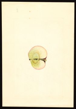 USDA Pomological Watercolor by Shull, James Marion (Waynesboro, Virginia)