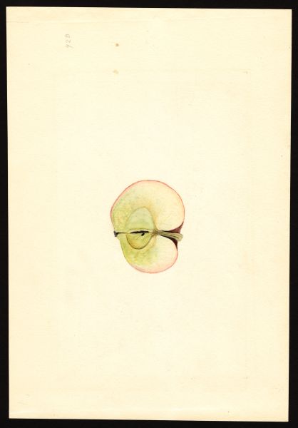 File:USDA Pomological Winesap POM00003934.jpg