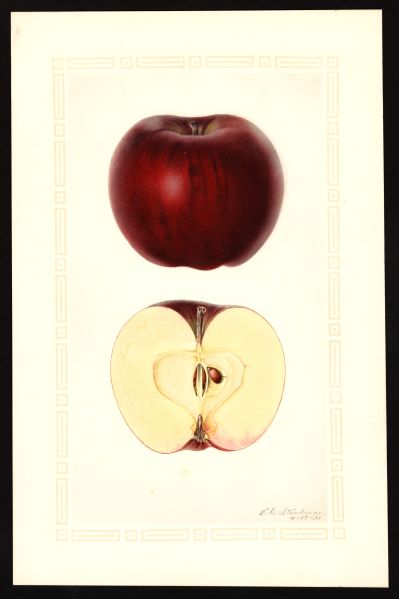 File:USDA Pomological Winesap POM00004254.jpg