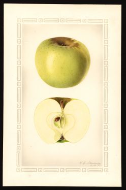 POM00000530 by Steadman, Royal Charles b., Arlington