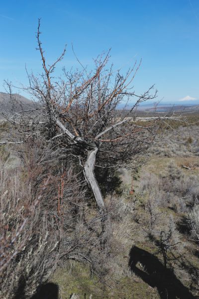 File:Tree Cyrus 7.JPG