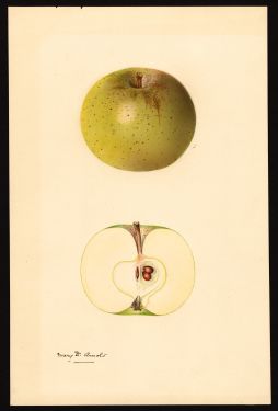 POM00000363 by Arnold, Mary Daisy, Arlington