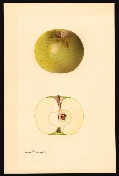 File:USDA Pomological Ohio Pippin POM00000363.jpg