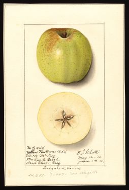 POM00000529 by Schutt, Ellen Isham, Hood River