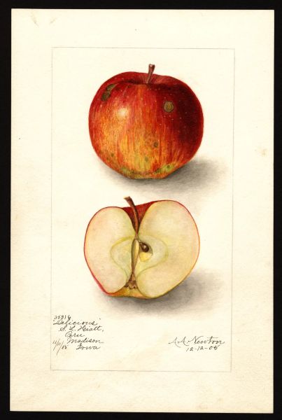 File:USDA Pomological Delicious POM00002004.jpg