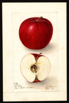USDA Pomological Watercolor of Red Delicious