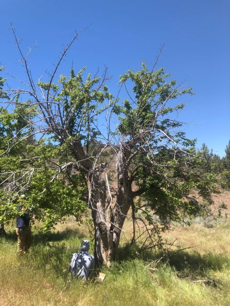 File:Tree McCoin Lower 90.jpg