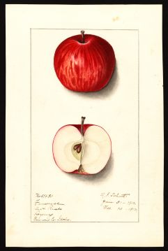 USDA Pomological Watercolor of Fameuse
