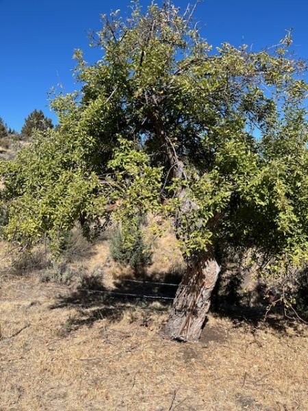 File:Tree McCoin Lower 83.jpg