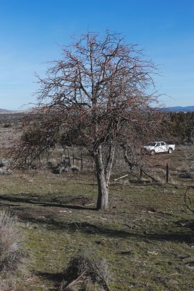 File:Tree Cyrus 1.JPG