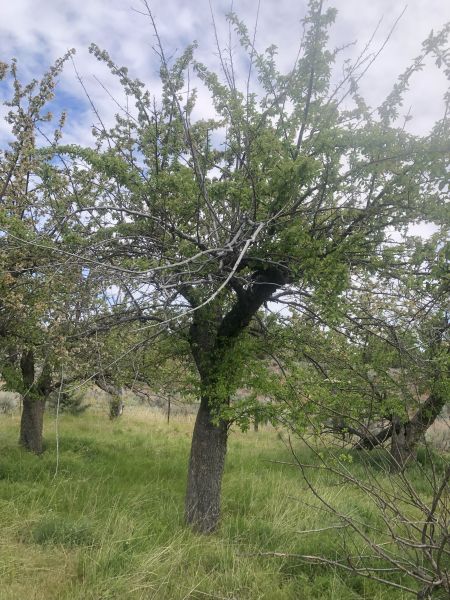 File:Tree McCoin Upper 44.jpg