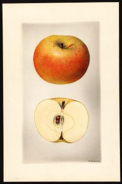 USDA Pomological Watercolor of Winter Banana