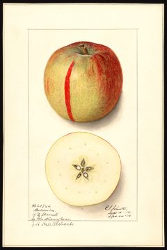 USDA Pomological Watercolor by Schutt, Ellen Isham (Seymour, New Haven, Connecticut)