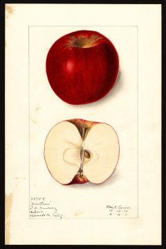 USDA Pomological Watercolor by Lower, Elsie E. (El Dorado, California)
