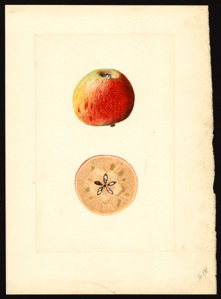 File:USDA Pomological Missouri Pippin POM00003972.jpg