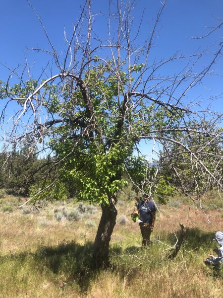 File:Tree McCoin Lower 95.jpg