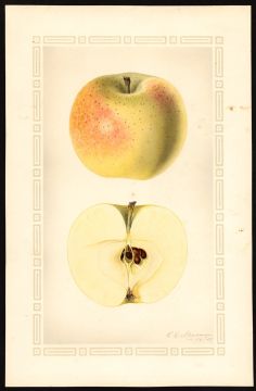USDA Pomological Watercolor of Winter Banana