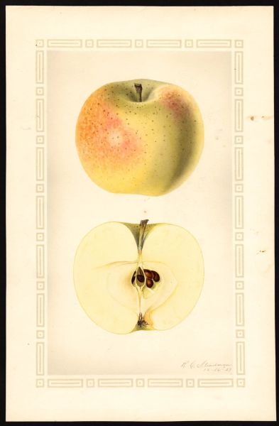 File:USDA Pomological Winter Banana POM00001125.jpg