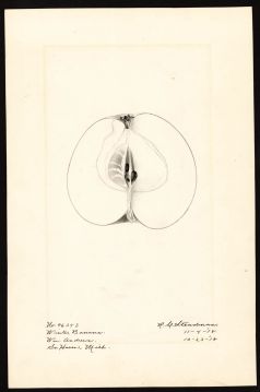 USDA Pomological Watercolor of Winter Banana