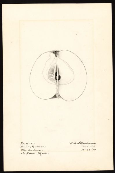 File:USDA Pomological Winter Banana POM00000010.jpg