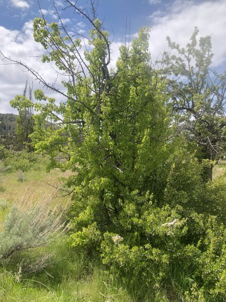 File:Tree McCoin Upper 54.jpg