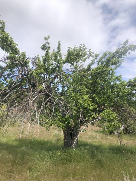 File:Tree McCoin Upper 49.jpg