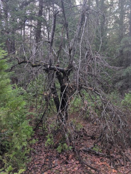 File:Smith Homestead-Metolius 3.jpg