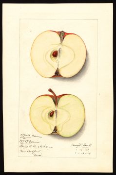 USDA Pomological Watercolor by Arnold, Mary Daisy (New Bedford, Bristol, Massachusetts)