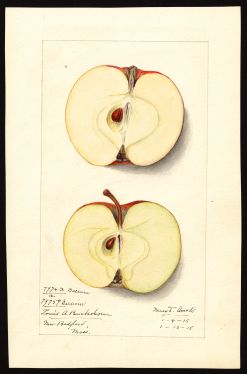 POM00001299 by Arnold, Mary Daisy, New Bedford