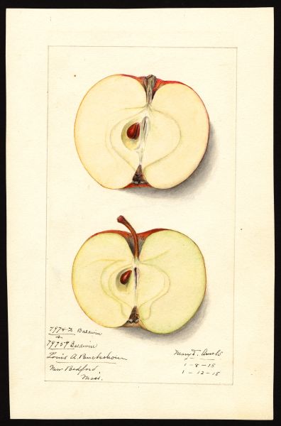 File:USDA Pomological Baldwin POM00001299.jpg