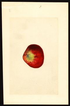 USDA Pomological Watercolor by Shull, James Marion (Waynesboro, Virginia)