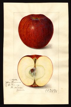 USDA Pomological Watercolor by Newton, Amanda Almira (Fredericton, Canada)