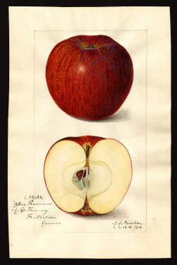 POM00001653 by Newton, Amanda Almira, Fredericton