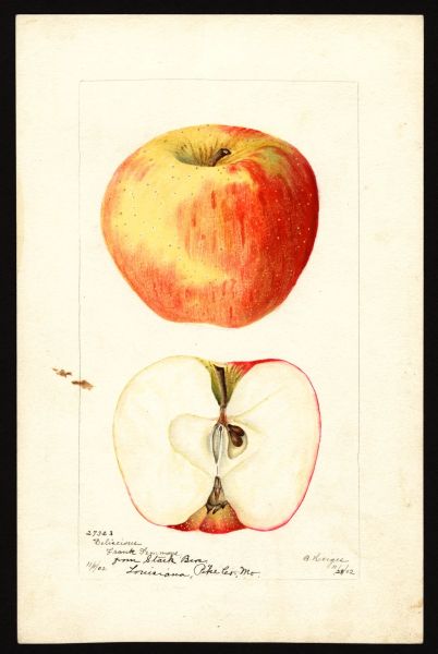 File:USDA Pomological Delicious POM00001921.jpg