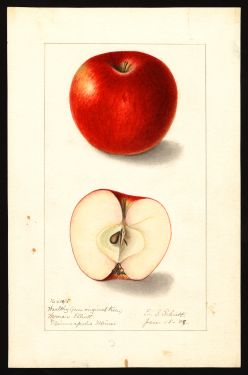 POM00003512 by Schutt, Ellen Isham, Minneapolis