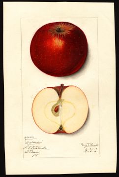 USDA Pomological Watercolor by Arnold, Mary Daisy (Athens, Bradford, Pennsylvania)
