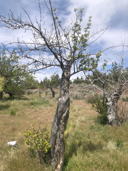 File:Tree McCoin Upper 50.jpg