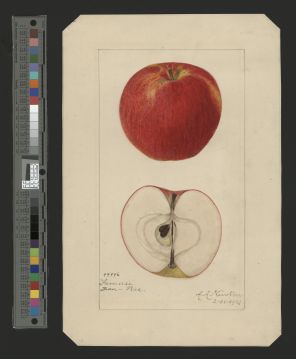 USDA Pomological Watercolor of Fameuse