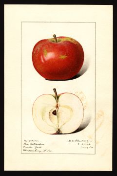 USDA Pomological Watercolor by Steadman, Royal Charles (Martinsburg, Berkeley, West Virginia)