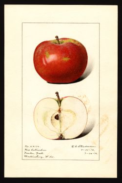 POM00003024 by Steadman, Royal Charles b., Martinsburg