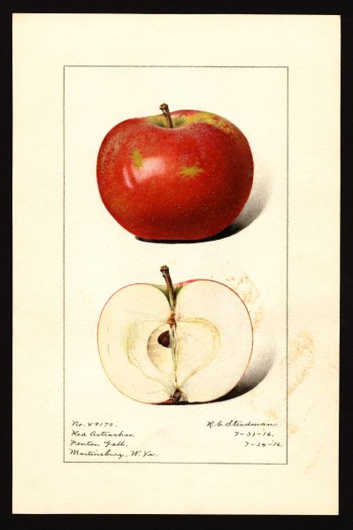 File:USDA Pomological Red Astrachan POM00003024.jpg